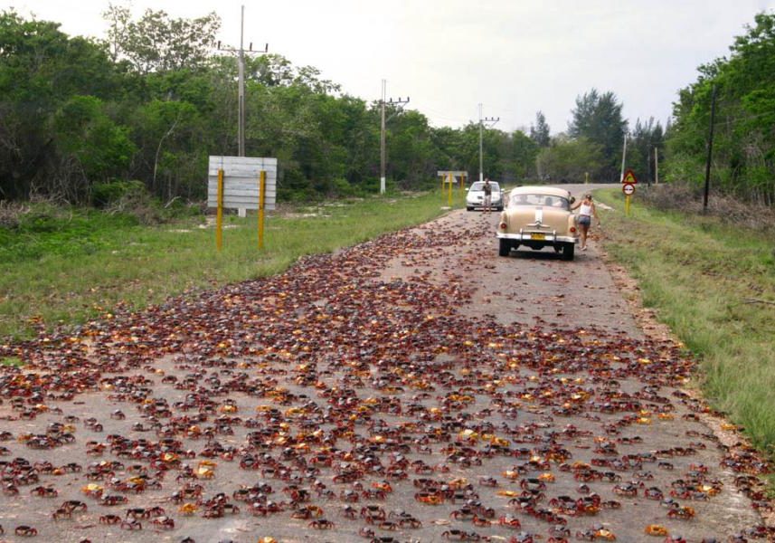 Guanahacabibes y su biodiversidad